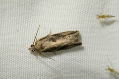 Proteoteras crescentana