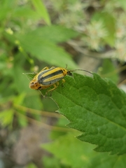 Trirhabda canadensis