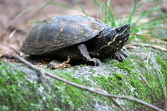 Sternotherus odoratus