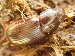 Acrossus rufipes