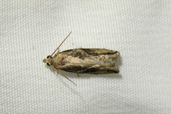 Proteoteras crescentana