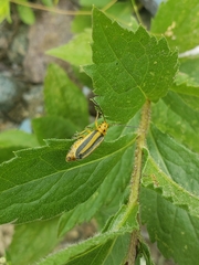 Trirhabda canadensis