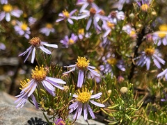 Felicia filifolia