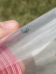 Chrysididae