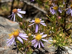 Felicia filifolia