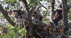 Buteo plagiatus