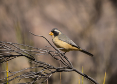 Saltator aurantiirostris