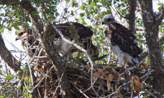 Buteo plagiatus