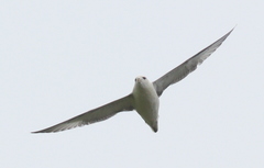 Fulmarus glacialis
