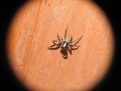 Asaphobelis physonychus