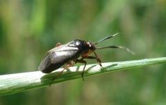 Capsus ater