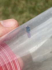 Chrysididae