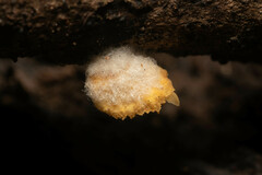 Crepidotus brunswickianus