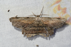 Lytrosis unitaria