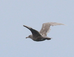Larus hyperboreus