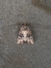 Mesapamea fractilinea