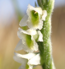 Spiranthes spiralis