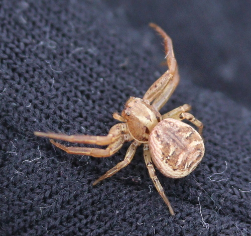 behárik obyčajný (Xysticus cristatus)