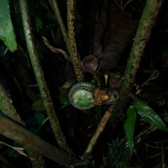 Polystichum integripinnum