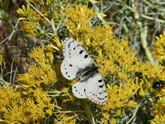 Parnassius smintheus