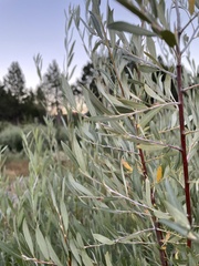 Salix exigua