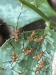 Heteroptera