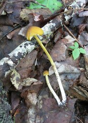 Entoloma luteum