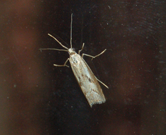 Agriphila geniculea