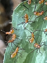 Heteroptera