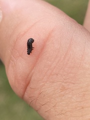 Chrysomeloidea