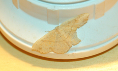 Cyclophora punctaria