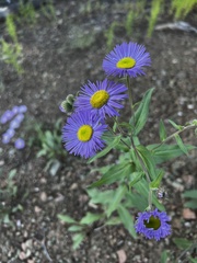 Erigeron speciosus