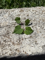 Vitis aestivalis