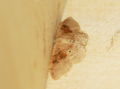 Idaea degeneraria