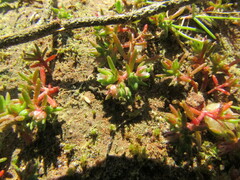 Crassula decumbens