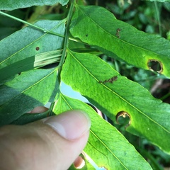 Polystichum integripinnum