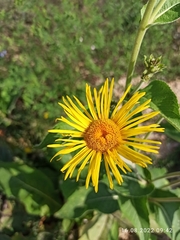 Inula helenium