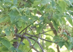Setophaga pensylvanica