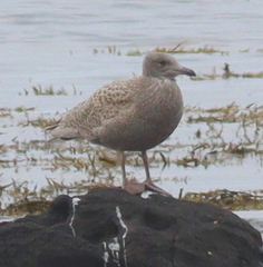 Larus hyperboreus