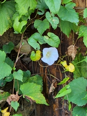 Calystegia silvatica