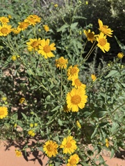 Verbesina encelioides