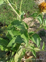 Inula helenium