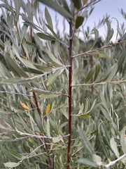 Salix exigua