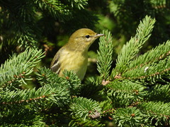 Setophaga castanea