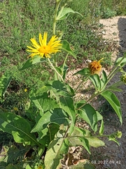 Inula helenium