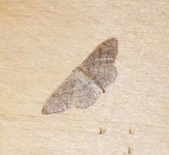 Idaea aversata