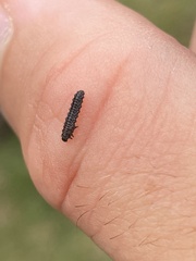 Chrysomeloidea