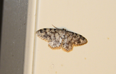 Idaea