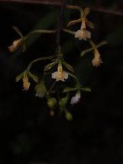 Epidendrum subnutans