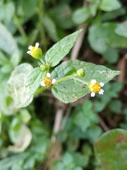 Galinsoga parviflora